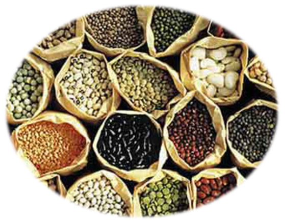 Alimentos Alimentos