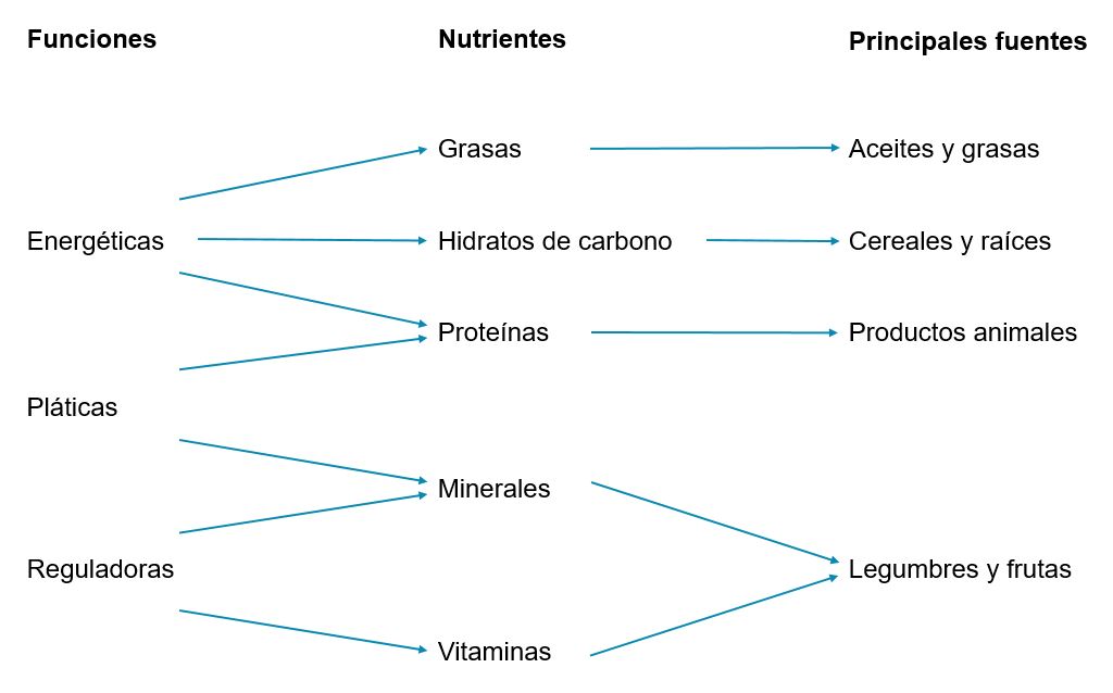 Clasificación de los nutrientes de acuerdo con su función Retomado de Icaza, S. J. (1981) Clasificación de los nutrientes de acuerdo con su función Retomado de Icaza, S. J. (1981)