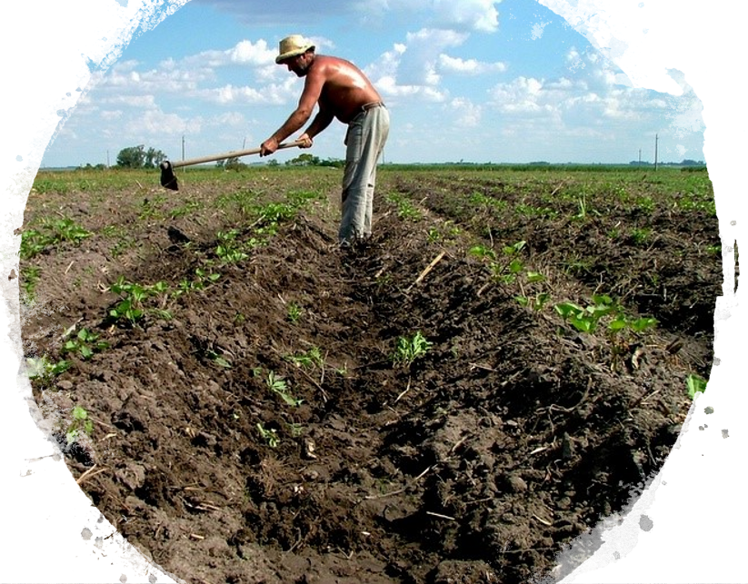 Agricultura en Uruguay Agricultura en Uruguay