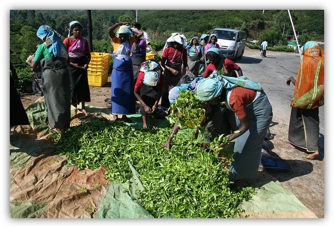 Mujeres trabajando como recolectoras en el campo